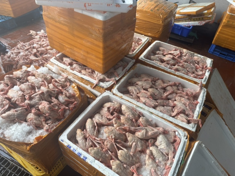 乳鸽批发支持全国发货