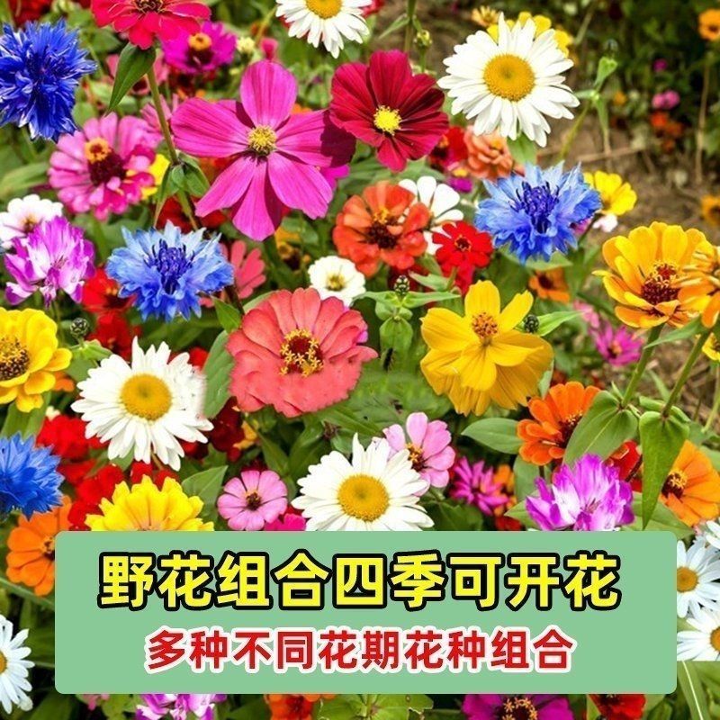多年生野花组合四季开花不断花种子室外庭院花籽花卉易活花种