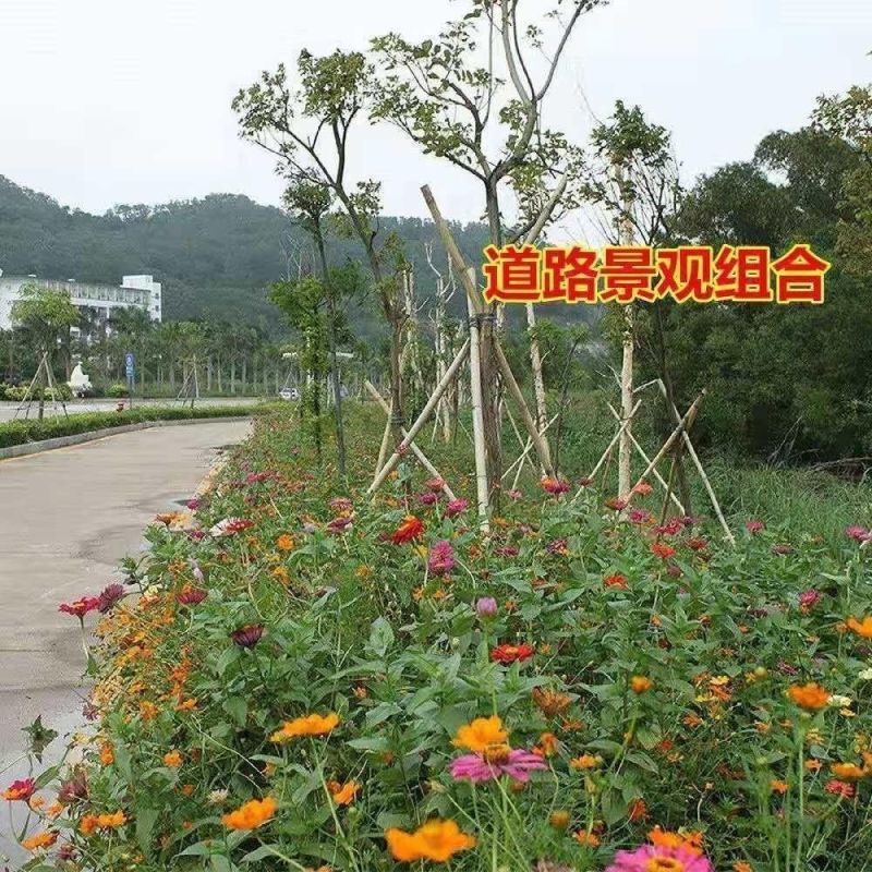 多年生野花组合四季开花不断花种子室外庭院花籽花卉易活花种
