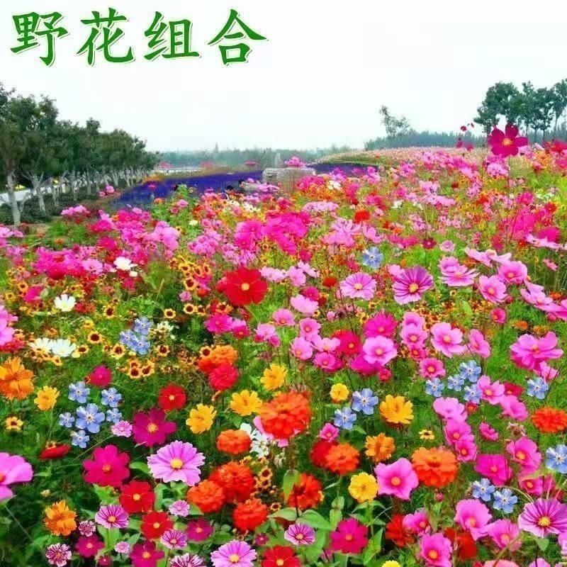 多年生野花组合四季开花不断花种子室外庭院花籽花卉易活花种