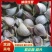 精品川蒜红根蒜苗蒜头种子【紫皮蒜】大量供货代发全国欢迎咨