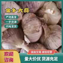 大蒜【荐】精品金乡大蒜，紫皮蒜大量上市品质保证欢迎来电
