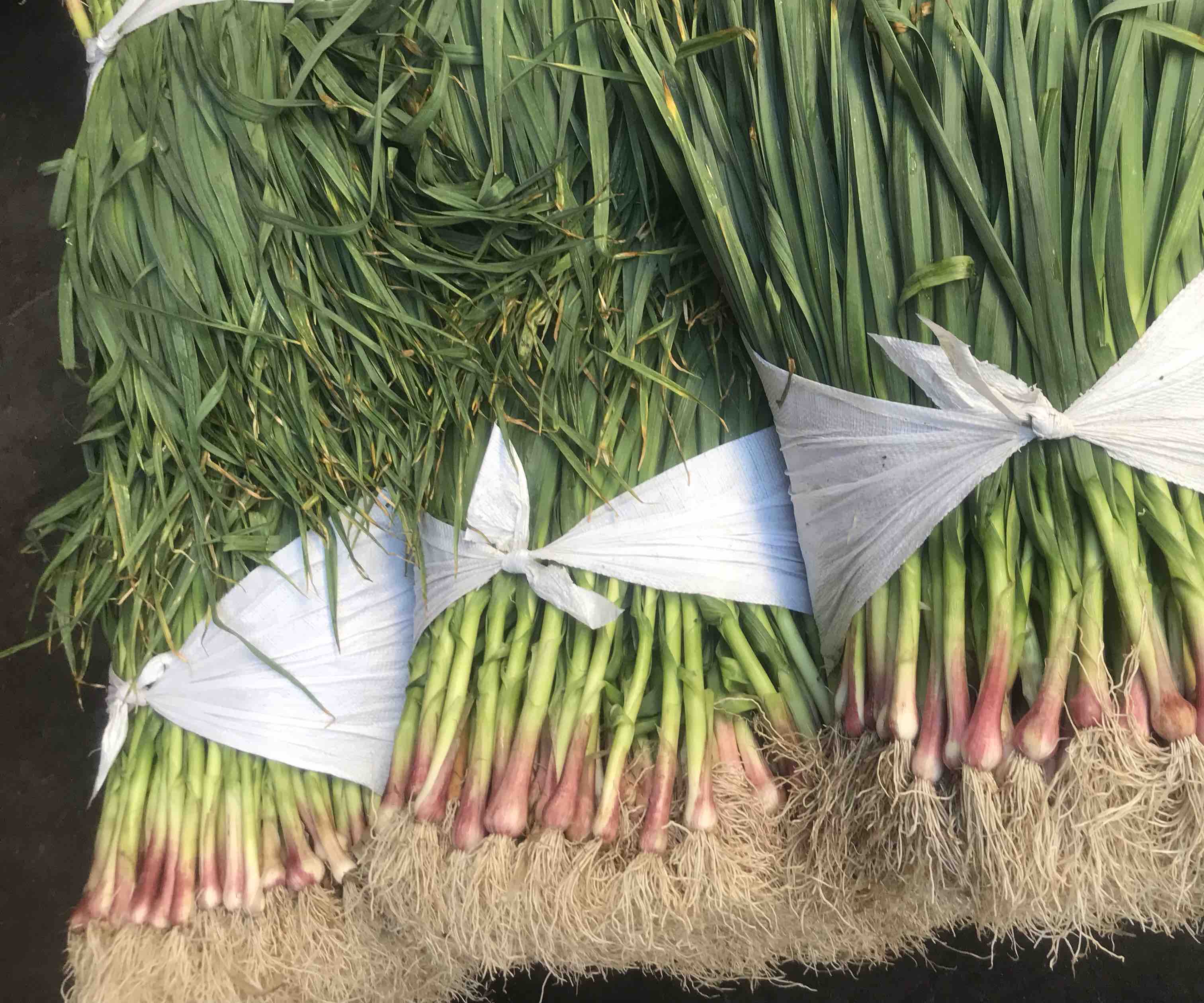 蒜苗深加工生产线