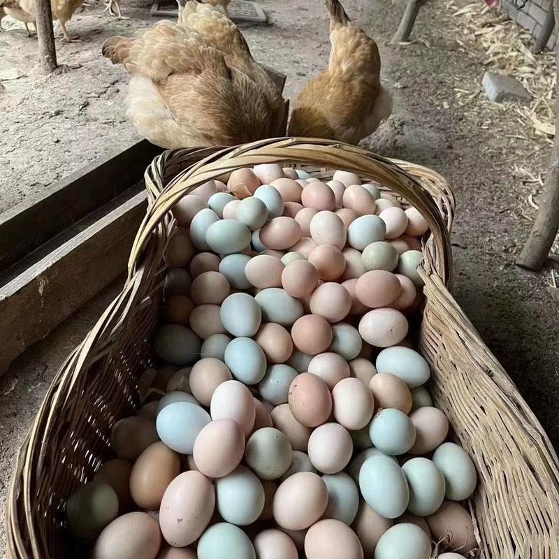 农家山林散养土鸡蛋现捡现发
