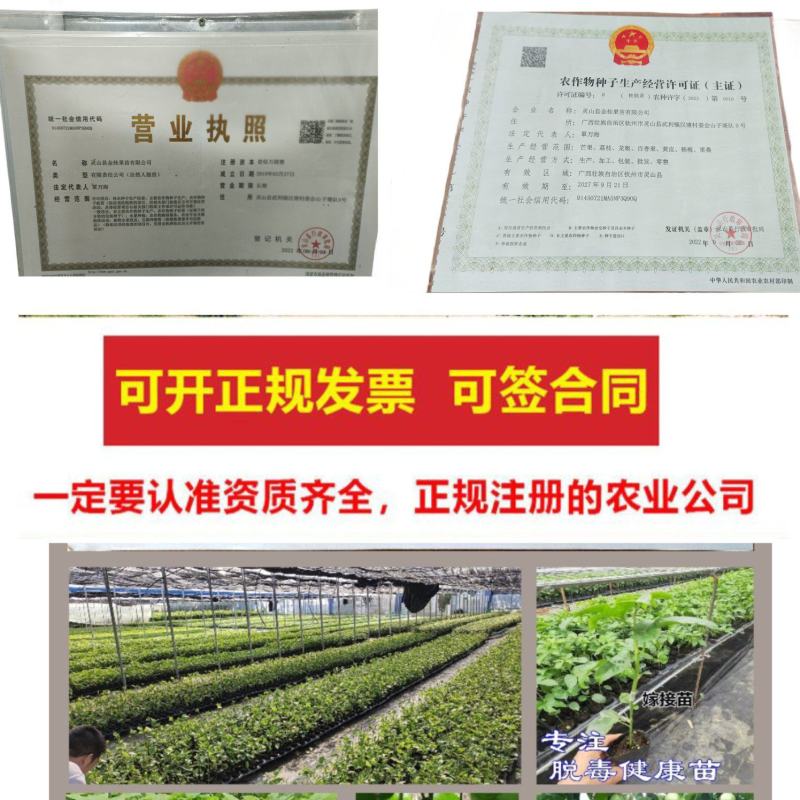 黄金百香果苗新品种维蜜纯甜嫁接苗爬藤季果树苗当年结果盆