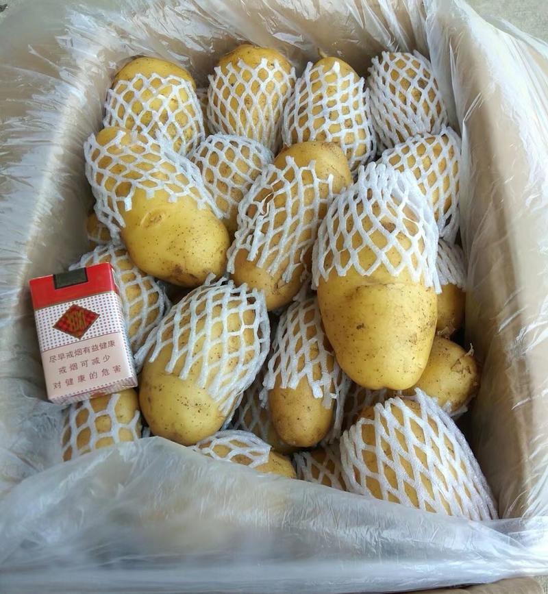 安徽土豆荷兰十五土豆黄皮黄心箱装网套常年批发