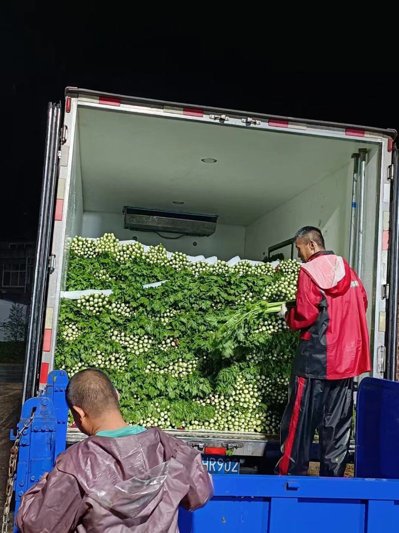 福建西芹千亩基地现挖现发一手资源品质保证欢迎电联