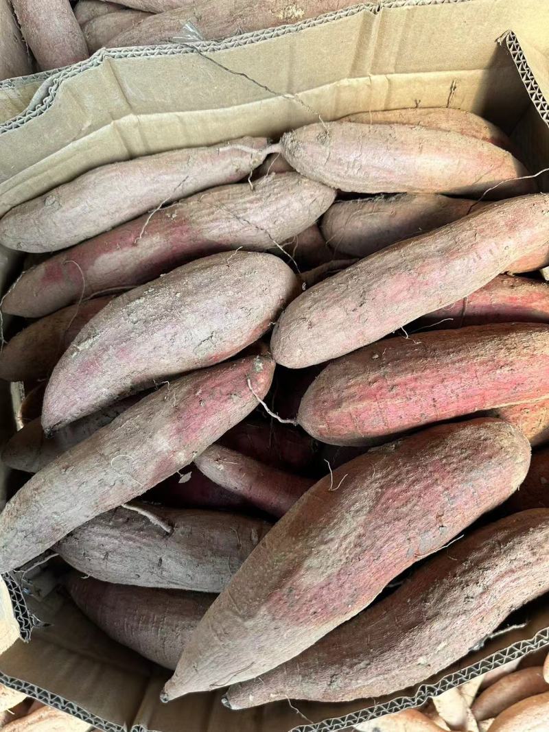 精品黑土地哈蜜红薯，冰糖哈蜜，软糯香甜可口