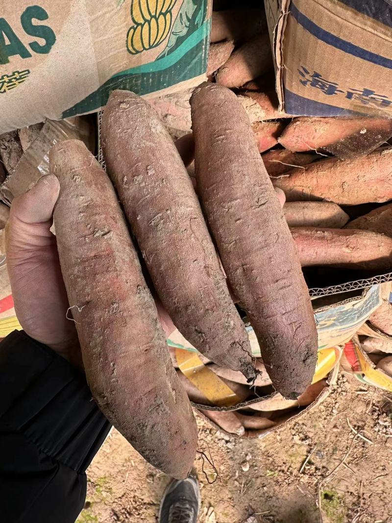 精品黑土地哈蜜红薯，冰糖哈蜜，软糯香甜可口