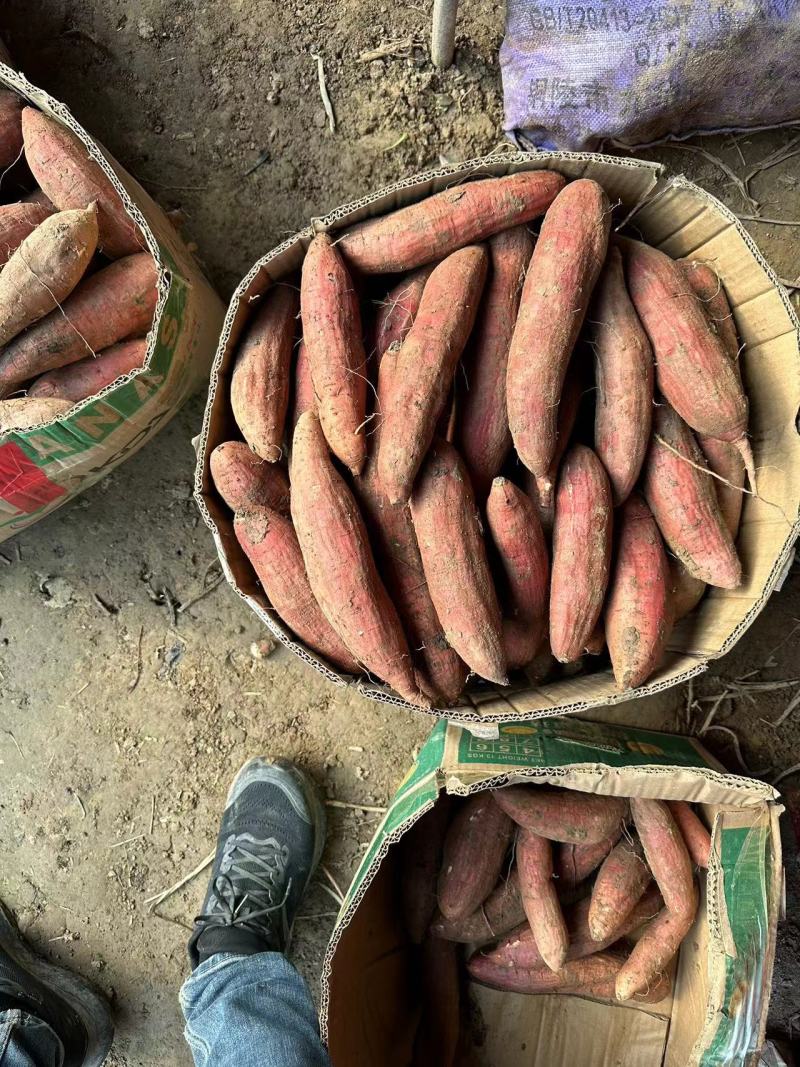 精品黑土地哈蜜红薯，冰糖哈蜜，软糯香甜可口