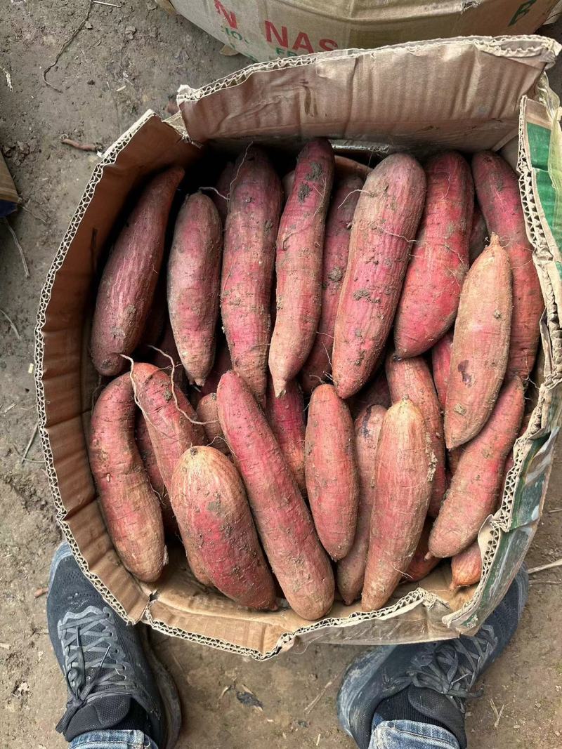 精品黑土地哈蜜红薯，冰糖哈蜜，软糯香甜可口