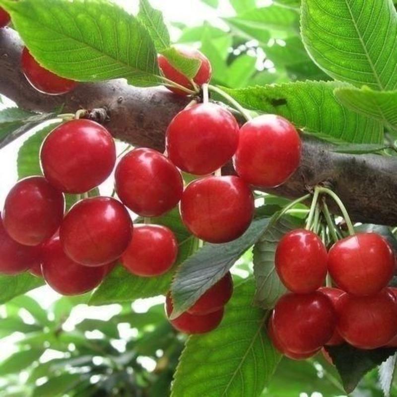车厘子种子樱桃水果种籽超甜庭院阳台盆栽樱桃种子车厘子
