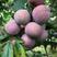紫叶李种子李子树红叶李大叶四季国产苗木多年生臭李种籽