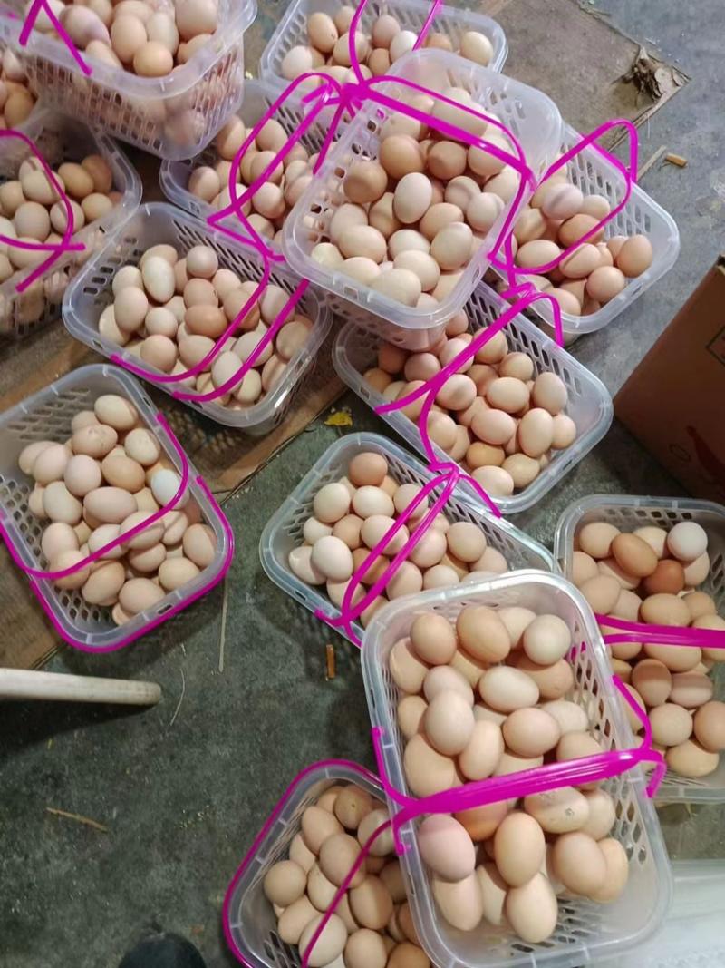 自家养殖的土鸡蛋一件可发只对接苏州吴江