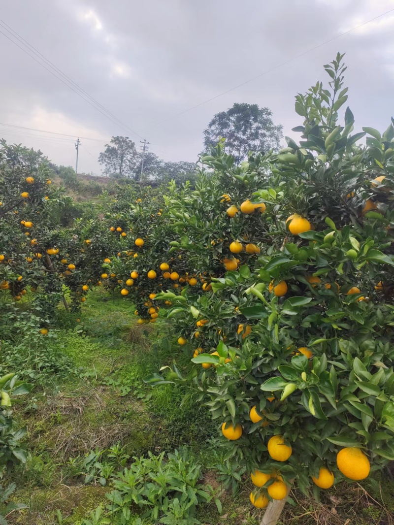 四川不知火