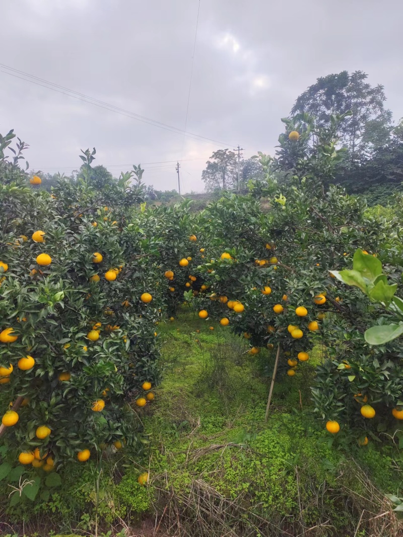 四川不知火