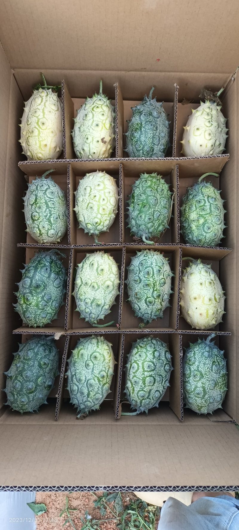 火参果