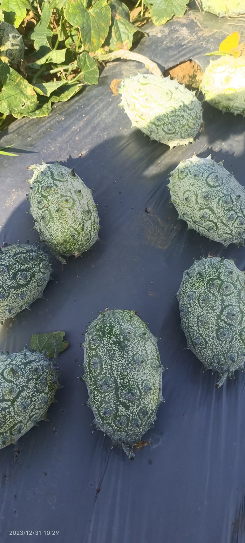 火参果