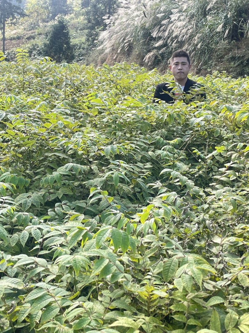 大量出售黄柏苗