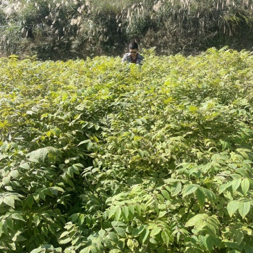 大量出售黄柏苗