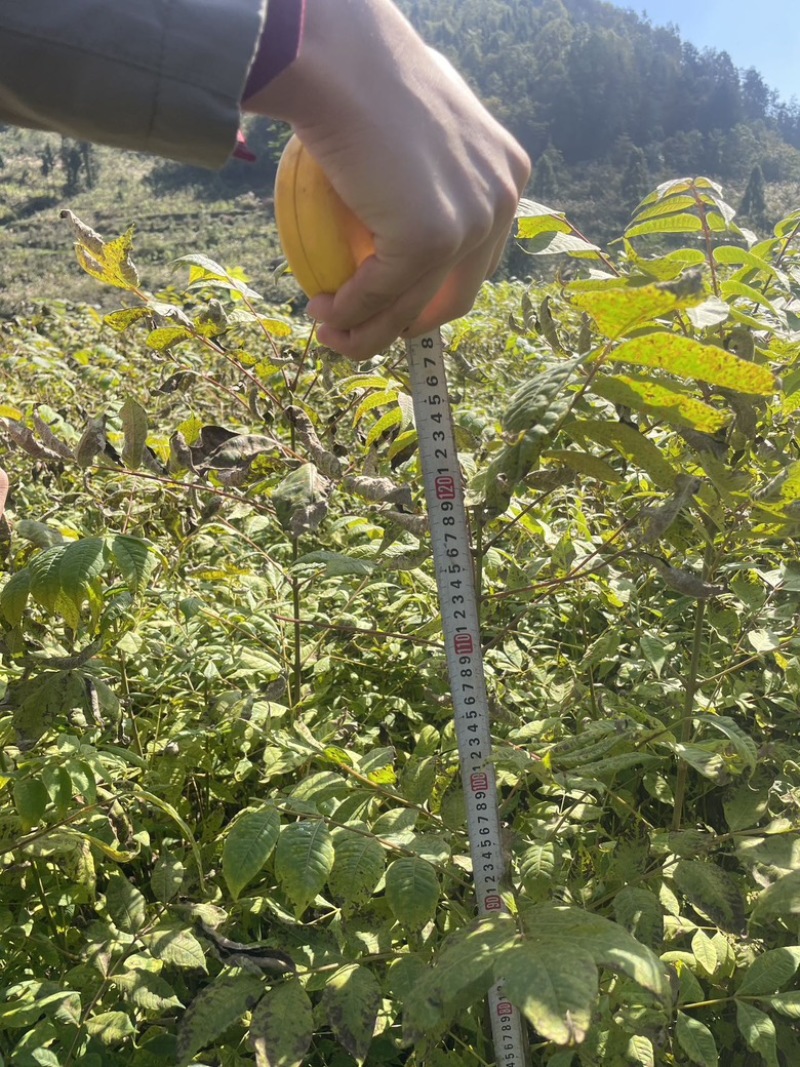 大量出售黄柏苗