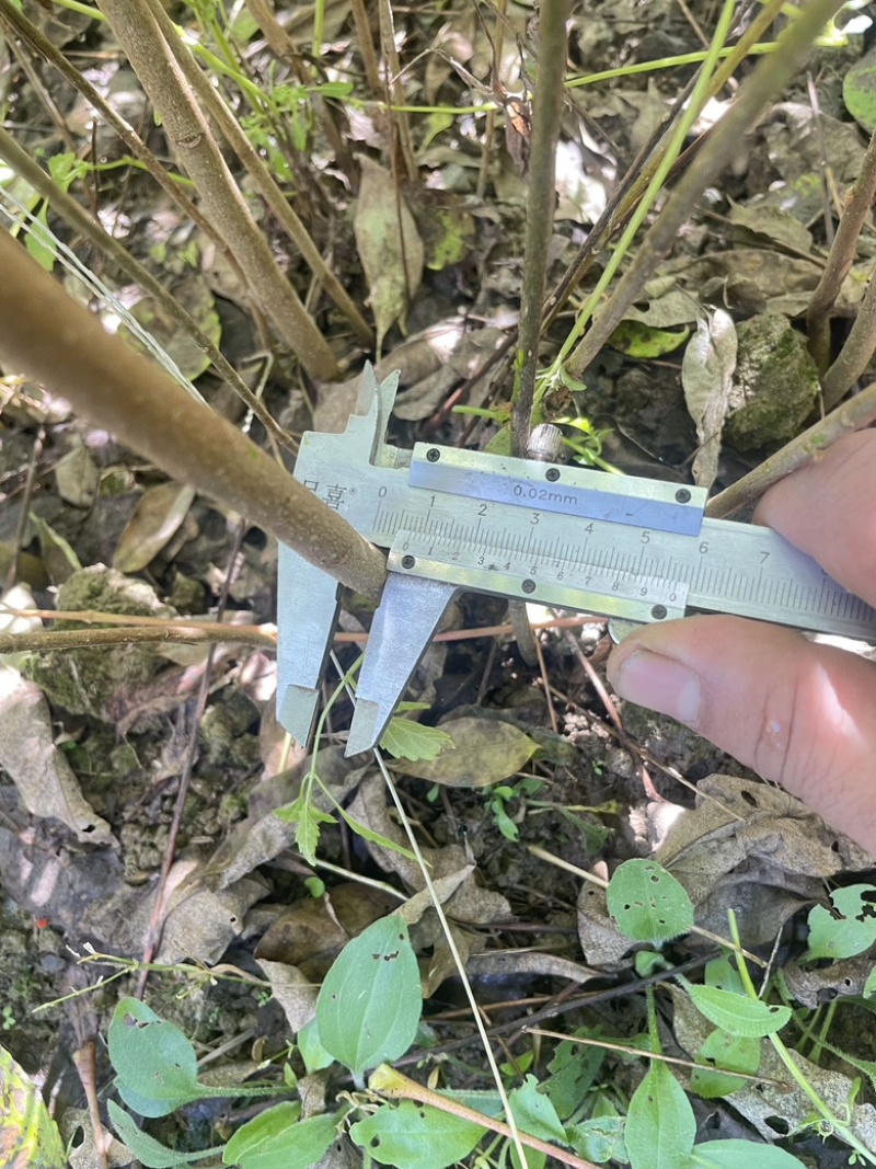 大量出售黄柏苗