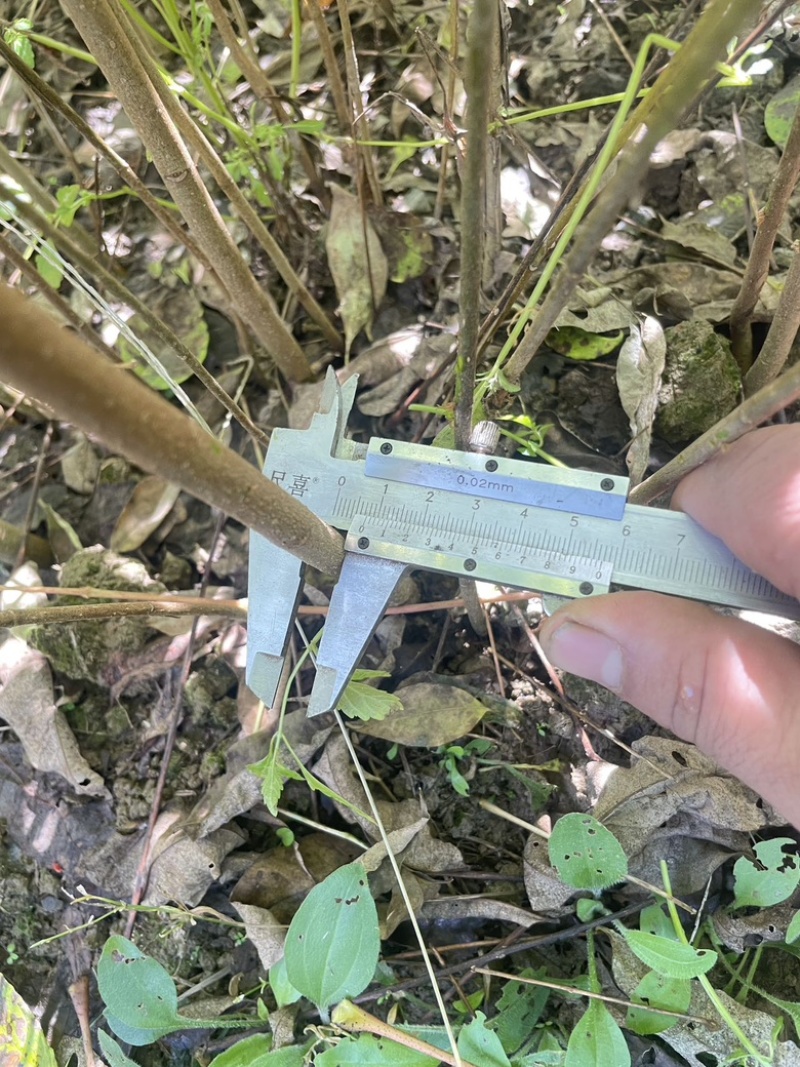 大量出售黄柏苗