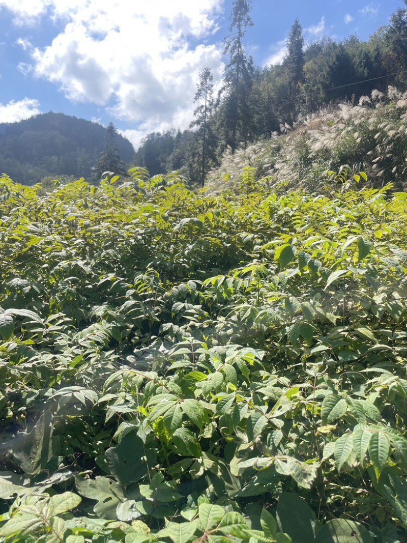 大量出售黄柏苗