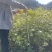 大量出售黄柏苗