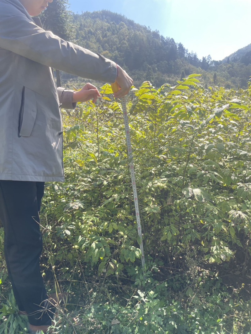 大量出售黄柏苗