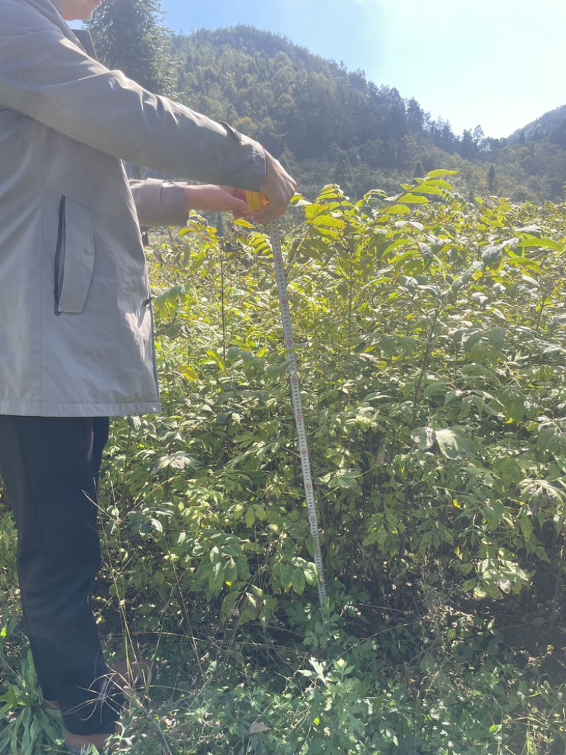 大量出售黄柏苗