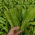 芜湖椒产地大量供应量大质优价格优惠一手货源欢迎咨询
