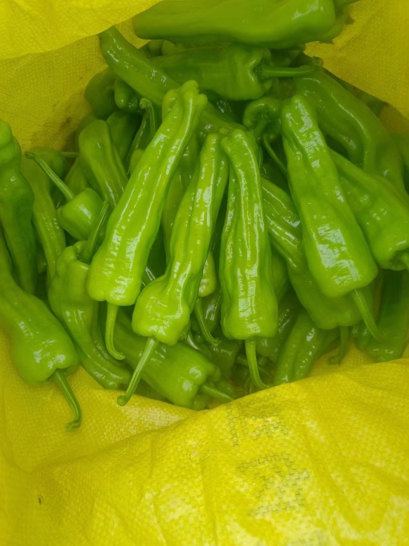芜湖椒产地大量供应量大质优价格优惠一手货源欢迎咨询
