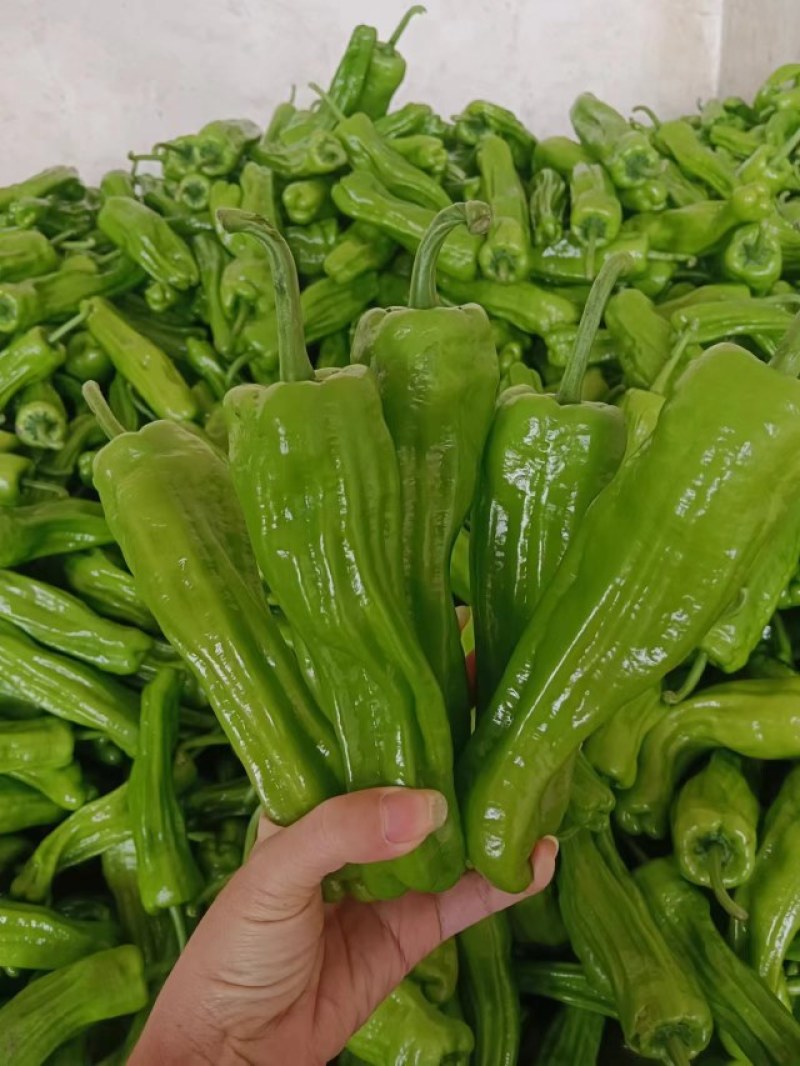 芜湖椒产地大量供应量大质优价格优惠一手货源欢迎咨询