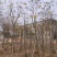黄花风铃木