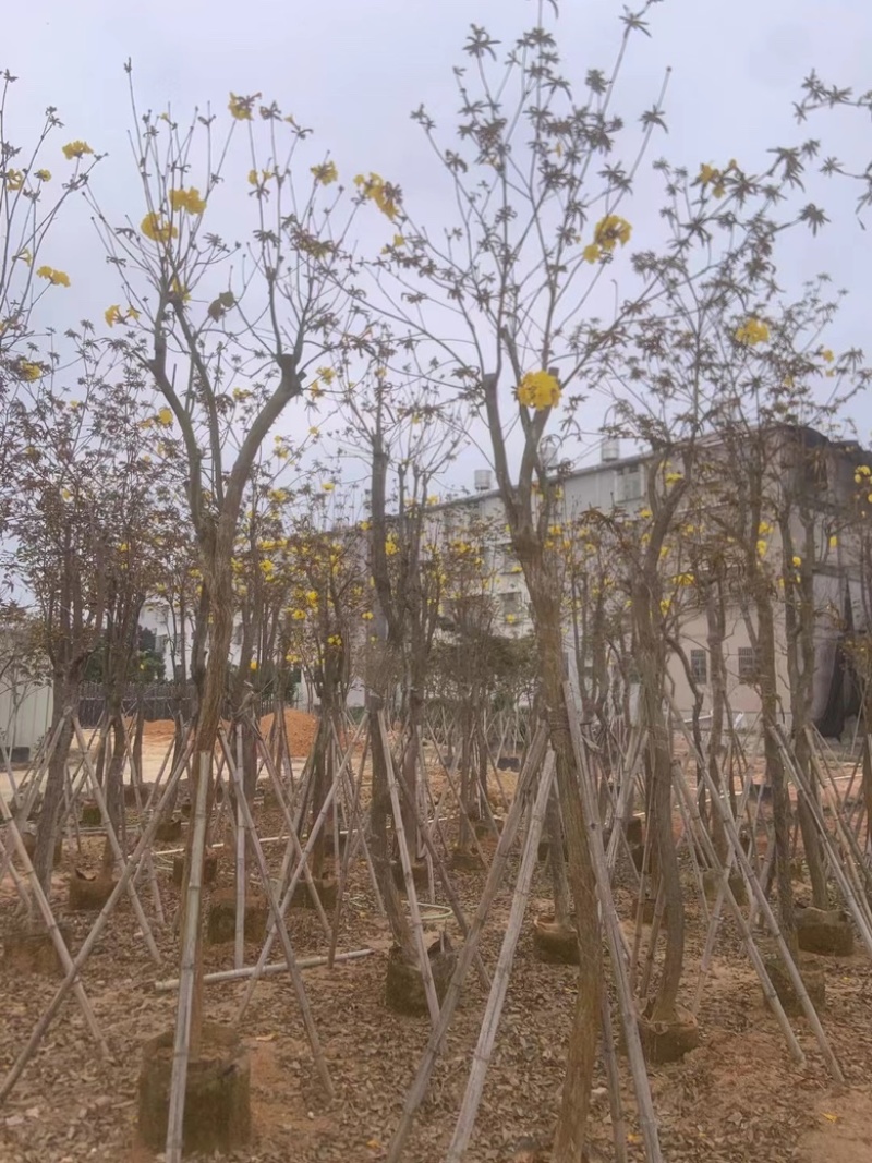 黄花风铃木