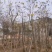 黄花风铃木
