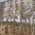 黄花风铃木
