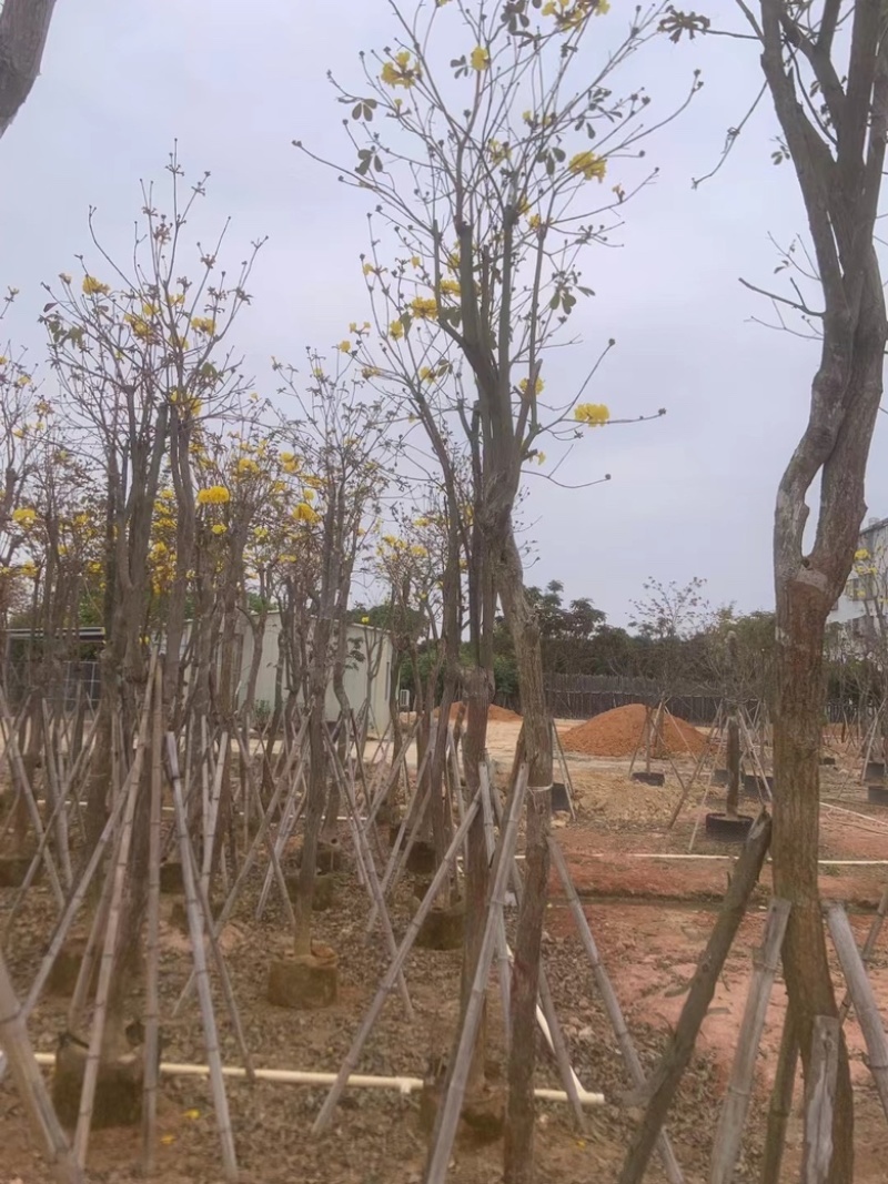 黄花风铃木
