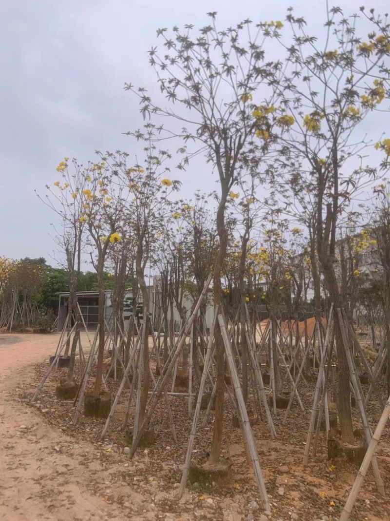 黄花风铃木