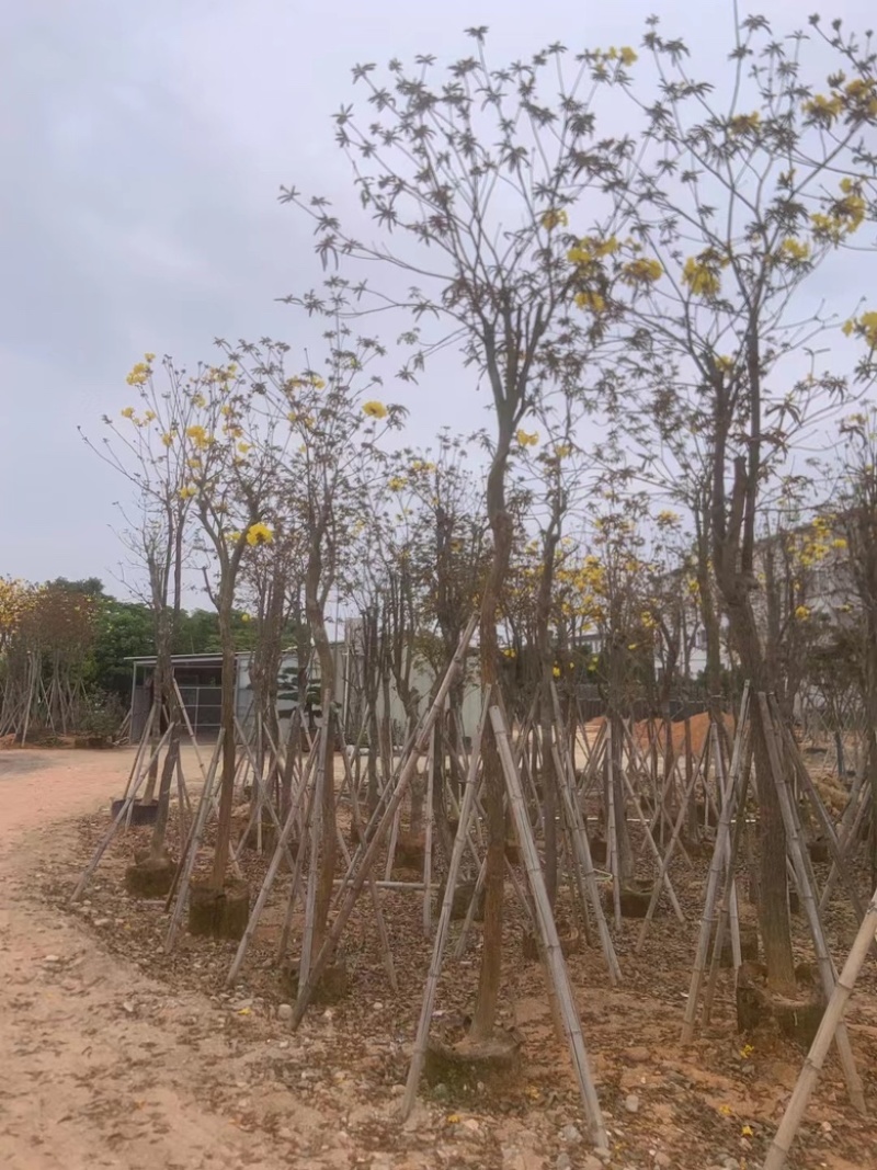 黄花风铃木