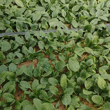 大棚菠菜
