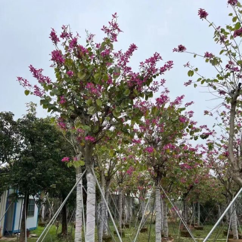 红花紫荆