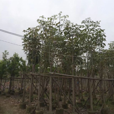 红花风铃木