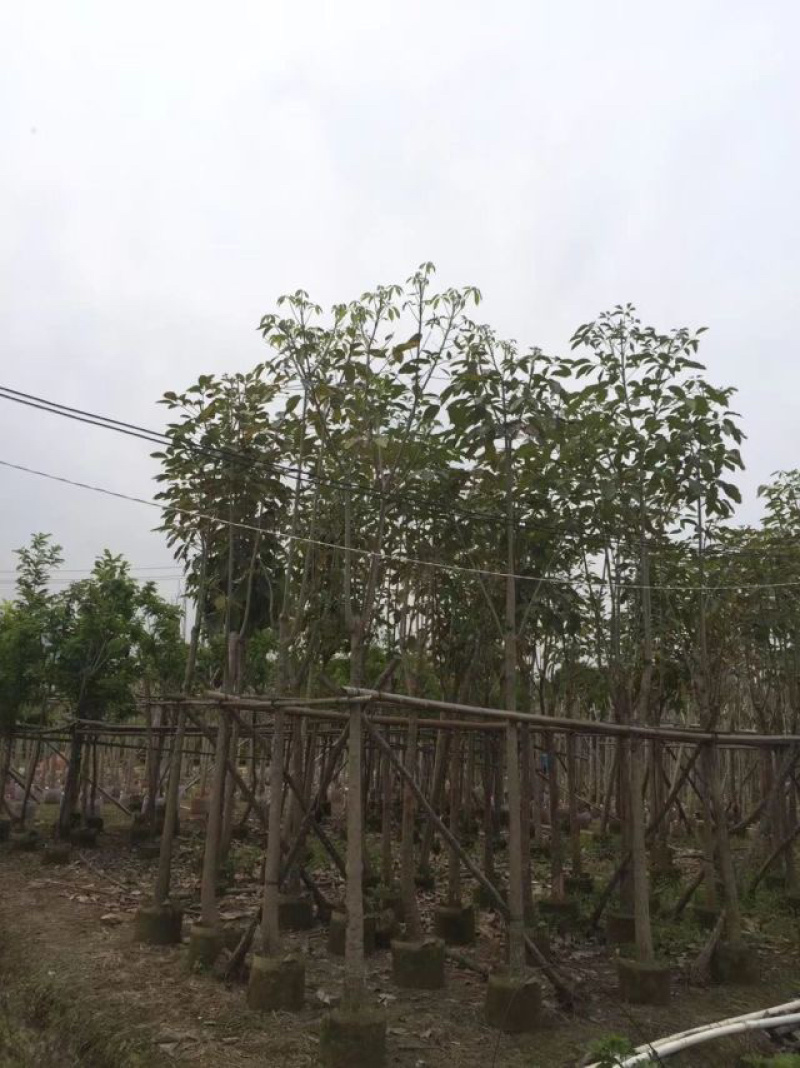 红花风铃木