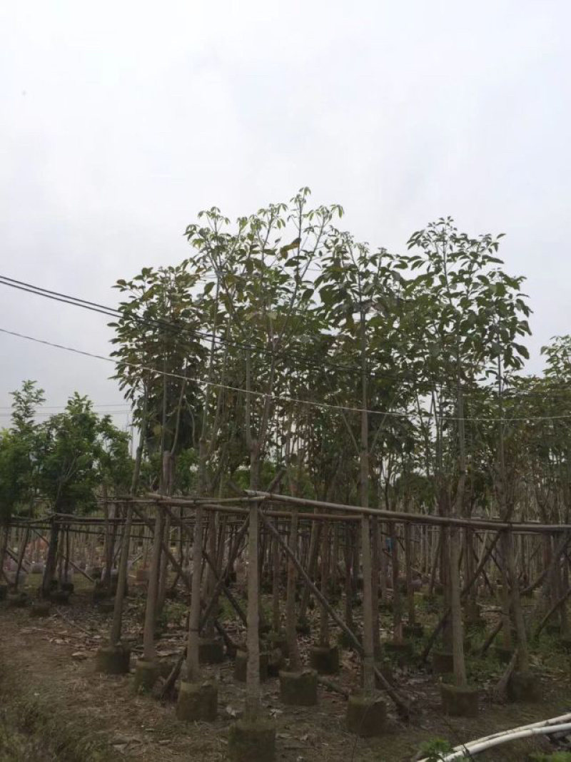 红花风铃木