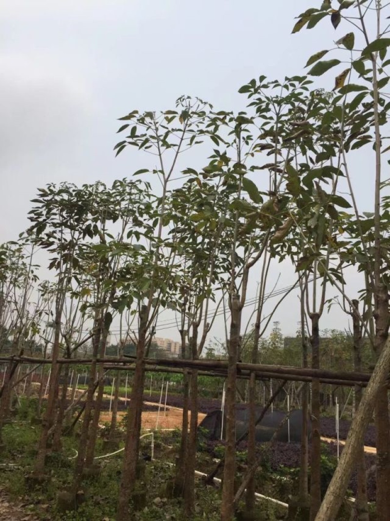 红花风铃木