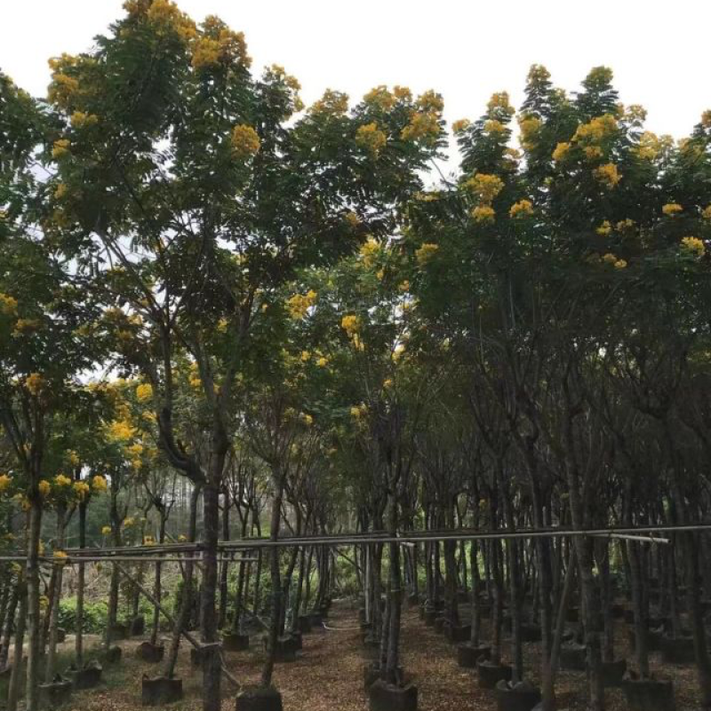 黄槐