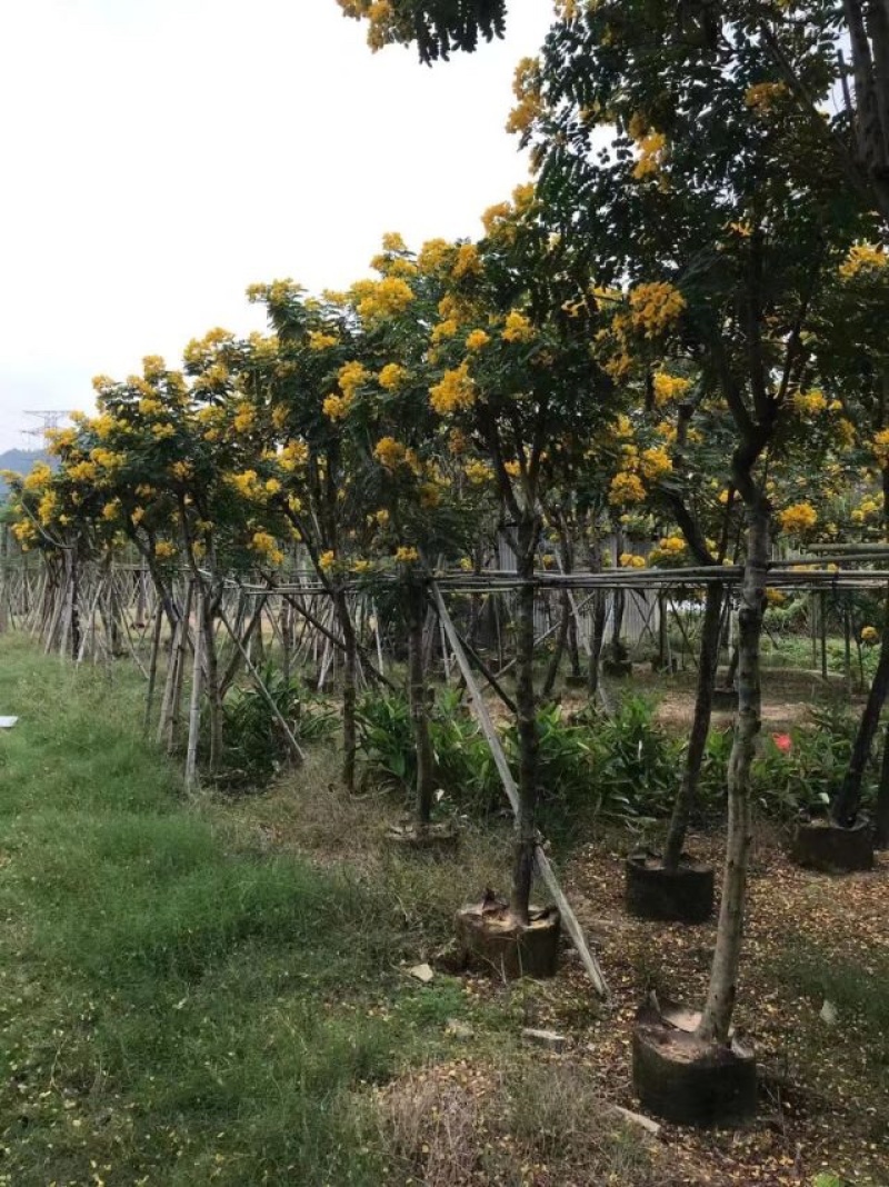 黄槐