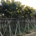 黄槐